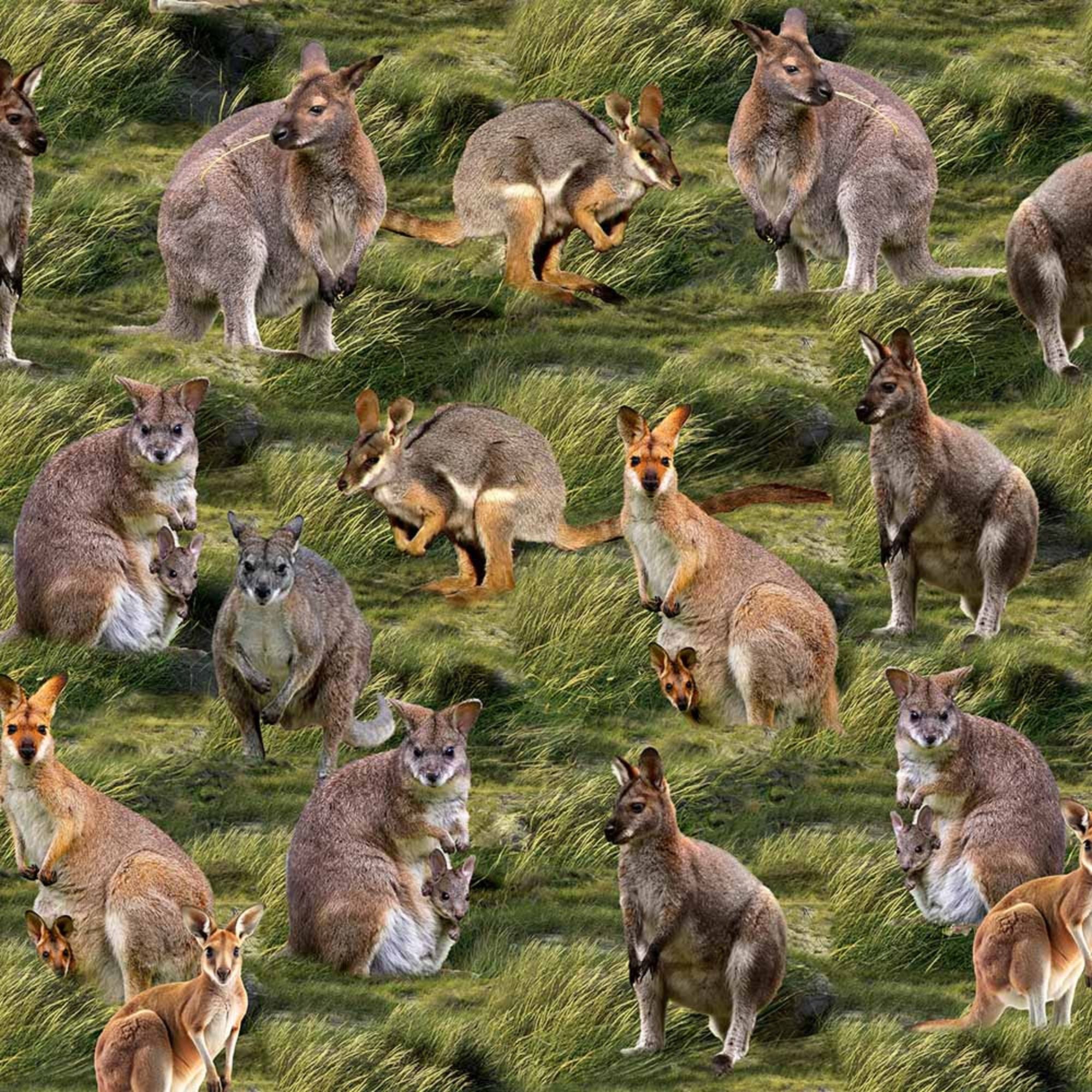 Marsupial Moments Wallabies Grass 4125F